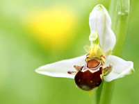 Bijen orchis